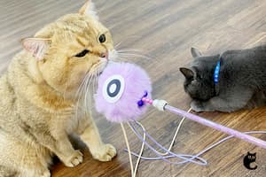 The Dooee solution to keep your cats healthy and occupied.